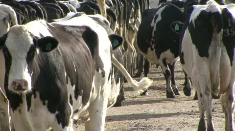 Close up herd of dairy cows in feeding yard Stock Footage 11265184