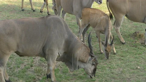 Close up of a herd of Eland grazing Vídeo Stock 220560503