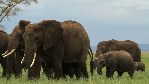 Close up herd of elephants walking past. Stock Footage 72739121