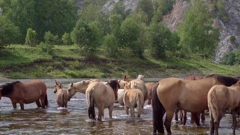 Close-up:  herd of horses resting in a shallow river 스톡 동영상 115268574