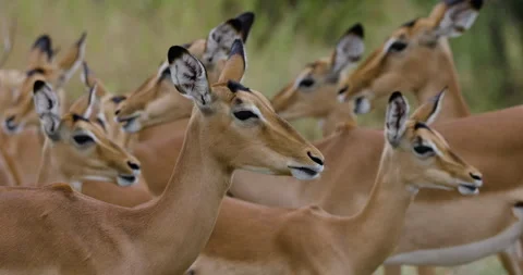 Close-up. Herd of Impala standing chewing the cud Stock Footage 276483704