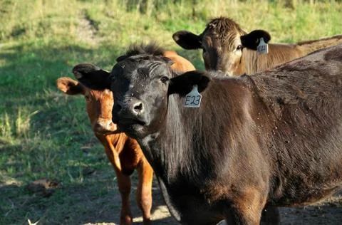 Close up of Herd of multi colored beef cattle in green countryside pasture Stock Photos