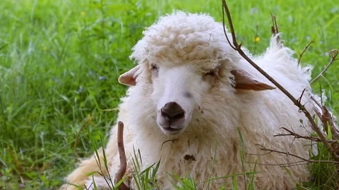 Close up herd of sheep grazing in the field on ranch eating green grass meadows Stock Footage 112668610