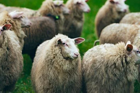 Close-up of herd of sheep looking away from camera. Stock Photos
