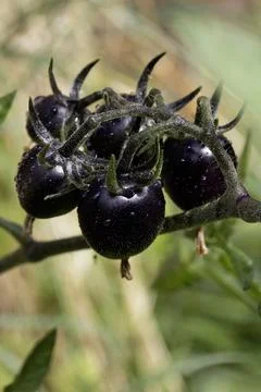 Close up of heritidge black tomatoes goth growing on vine Stock Photos