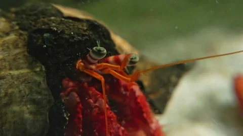 Close up of hermit crab in Aquarius Stock Footage 83318348