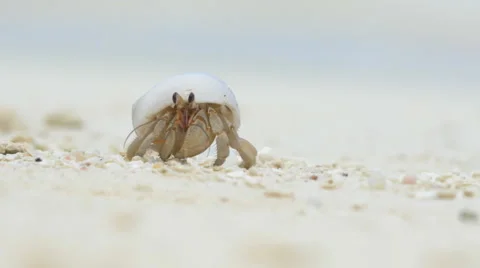 CLOSE UP: Hermit crab on the beach Stock Footage