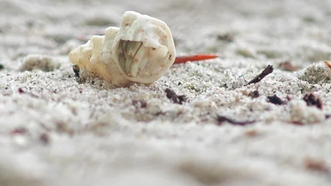 Close up of hermit crab carry beautiful shell crawling on the white sand beach Stock Footage 304575488
