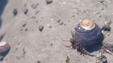 Close Up of Hermit Crab Crawling under Shallow Water, Moss Beach Stock Footage 167721554