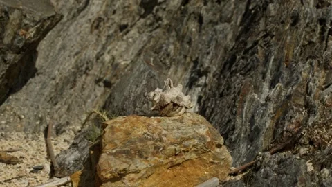 Close-up of a Hermit Crab Emerging. Stock Footage 285381169