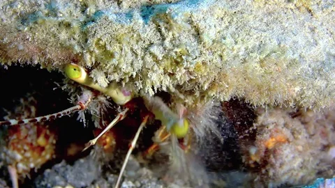 A close up of hermit crab Stock Footage 70540330