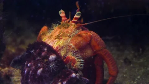 Close up of A hermit crab Stock Footage 135037858