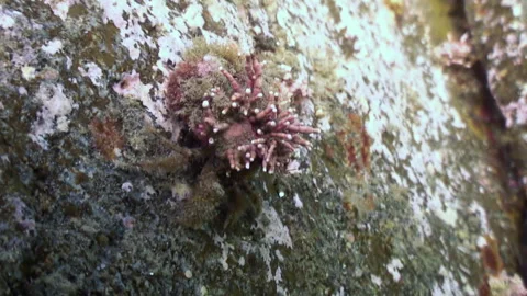 Close-up hermit crab marine behavior in underwater of Japanese Sea. Video stock 246728896