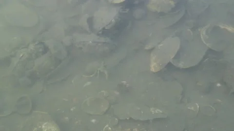 Close up of a hermit crab running underwater Stock Footage 233206151