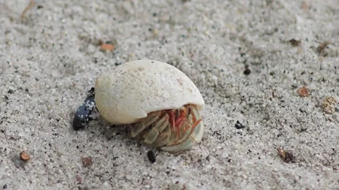 Close-up of hermit crab on sand of beach. Stock Footage 304575513