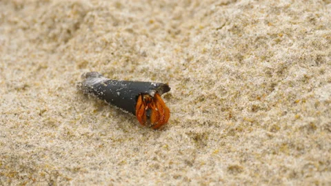 Close-up, hermit crab on the sand Stock Footage 220223449