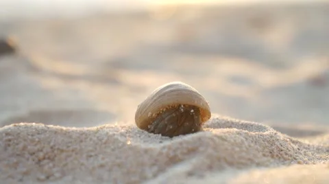 CLOSE UP: Hermit crab on the sandy beach Stock Footage 62519950