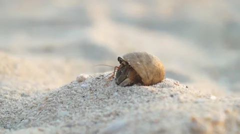 CLOSE UP: Hermit crab on the sandy beach Stock Footage 62519994