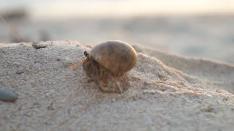 CLOSE UP: Hermit crab on the sandy beach Stock Footage 62520030