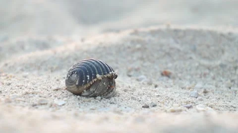 CLOSE UP: Hermit crab on the sandy beach Stock Footage 62520036