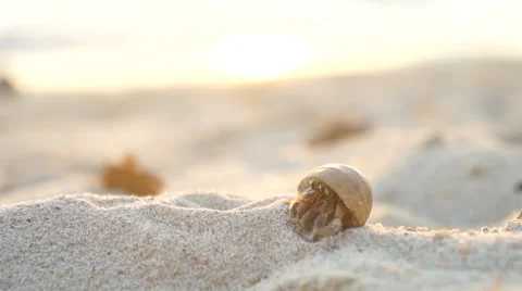 CLOSE UP: Hermit crab on the sandy beach Stock Footage 62520068