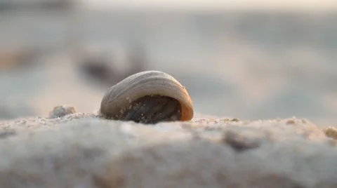 CLOSE UP: Hermit crab on the sandy beach Stock Footage 62520163