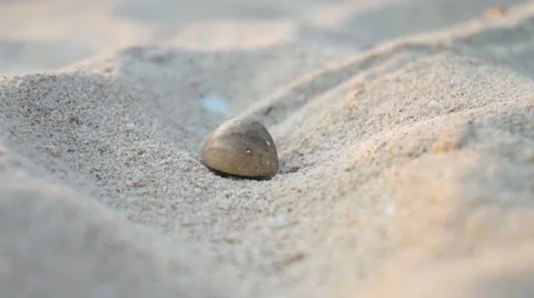 CLOSE UP: Hermit crab on the sandy beach Stock Footage 62520190