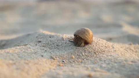 CLOSE UP: Hermit crab on the sandy beach Stock Footage 62520208