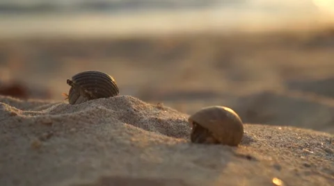 CLOSE UP: Hermit crab on the sandy beach Stock Footage 62520355