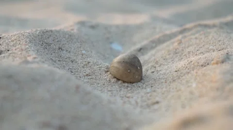 CLOSE UP: Hermit crab on the sandy beach Stock Footage 62520377