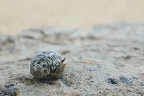 CLOSE UP: Hermit crab on the sandy beach Stockbeeldmateriaal 68729570