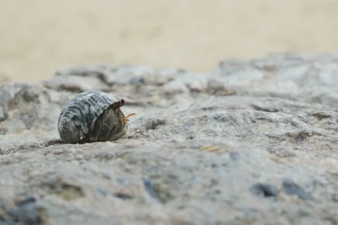 CLOSE UP: Hermit crab on the sandy beach Stockbeeldmateriaal 68729590