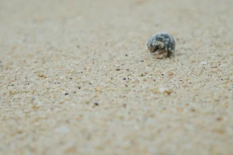CLOSE UP: Hermit crab on the sandy beach Stock Footage 68729615