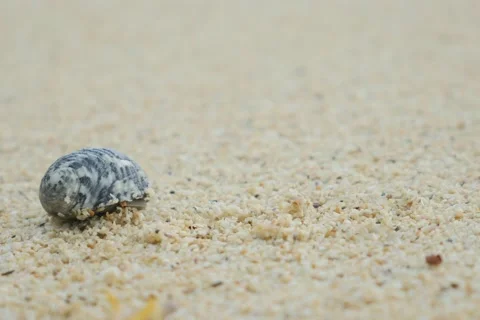 CLOSE UP: Hermit crab on the sandy beach Stockbeeldmateriaal 68729703