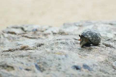 CLOSE UP: Hermit crab on the sandy beach Stock Footage 68729991