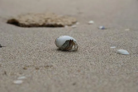 Close-up of Hermit crab in shell on beach in Koh Lanta, Thailand Stock Photos