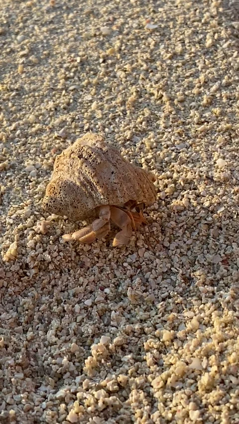 Close up hermit crab in shell on sandy beach Maldives 9:16 Stock-Footage 344699637