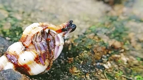 Close up of hermit crab video. macro animal video. wildlife animal behavior Stock Footage 277557873