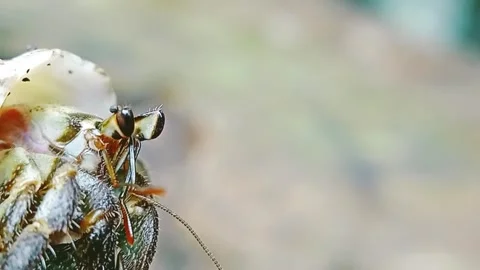 Close up of hermit crab video. macro animal video. wildlife animal behavior Stock Footage 277557880
