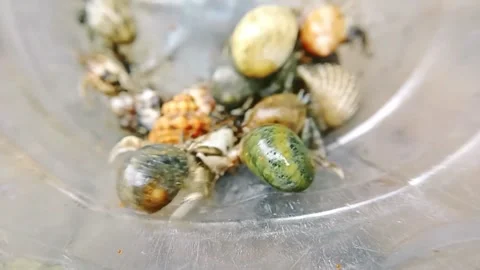 Close up of hermit crab video. macro animal video. wildlife animal behavior Stock Footage 277557886