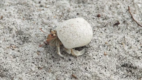 Close-up of hermit crab walking on the island. Stock Footage 304575498