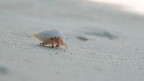 Close-up of hermit crab walking on sand beach Stock Footage 233913681