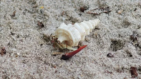 Close-up of hermit crab walking on white sand beach Stock Footage 304575473