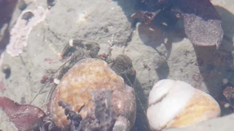 Close Up of Hermit Crabs Under Shallow Water at Moss Beach Tide Pools, CA Stock Footage 167771757