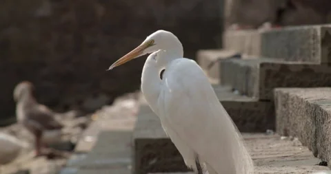 Close up of a Heron Bird chilling in the sun Stock-Footage 240894583