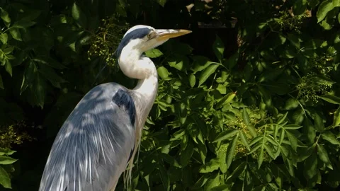 Close up of heron bird Stock Footage 142970123