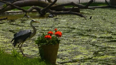 Close up of heron bird Stock Footage 142970179