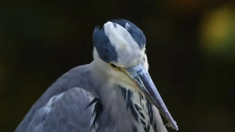 Close up of a Heron bird Stock Footage 219671479