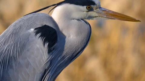 Close up of heron bird head Stock Footage 123020899