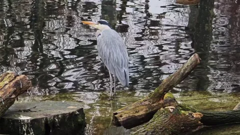 Close up of A heron bird standing around Stock Footage 296028390